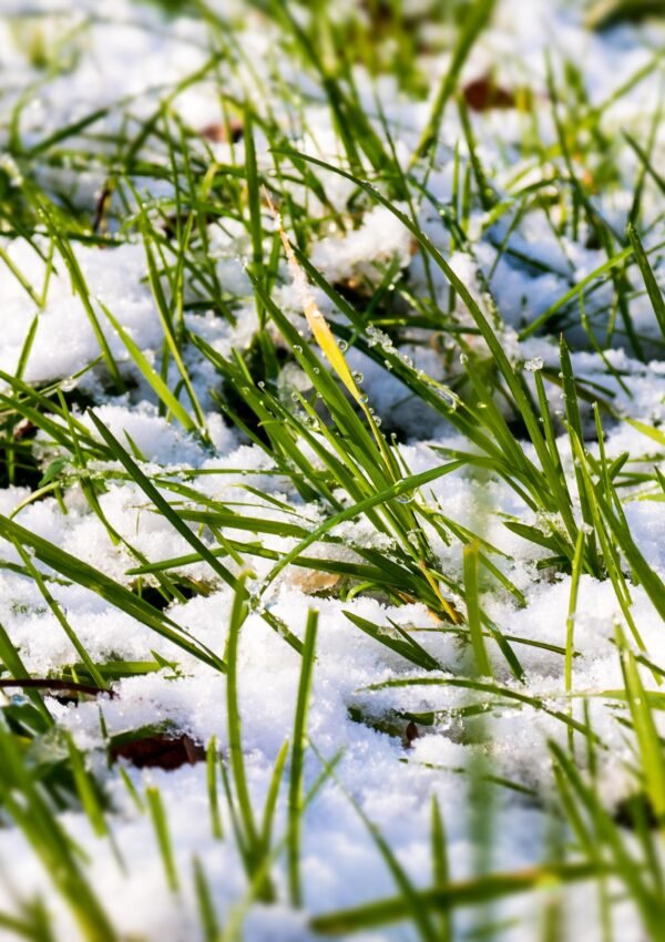 Lawn In the Snow