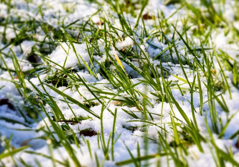 How to Prepare the Lawn for Winter?