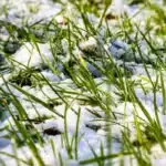 Lawn In the Snow scaled 1 1200x800.jpg