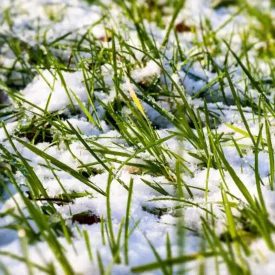 Lawn In the Snow scaled 1 1200x800.jpg