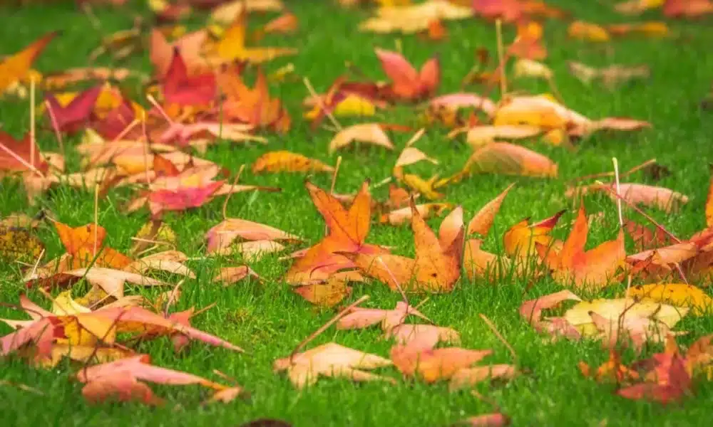 Grass in Fall scaled 1 1200x801.jpeg