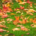 Grass in Fall scaled 1 1200x801.jpeg