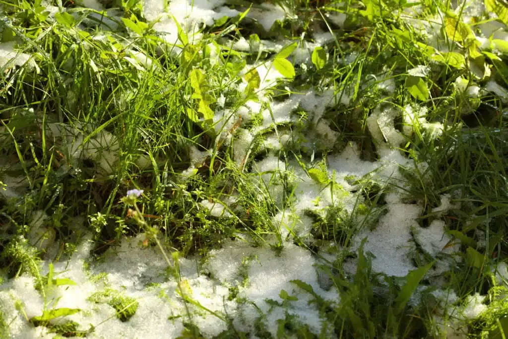 Prepare Your Lawn for Winter Prepare Your Lawn for Winter