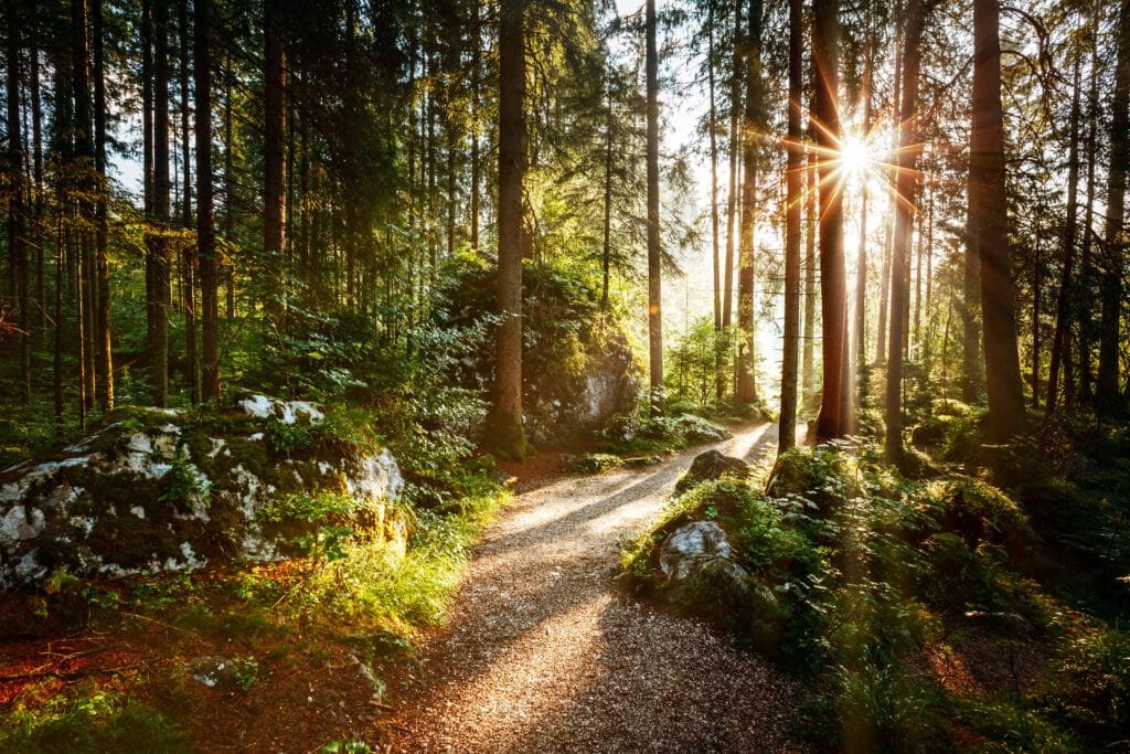 Enchanting Pathways Enchanting Pathways