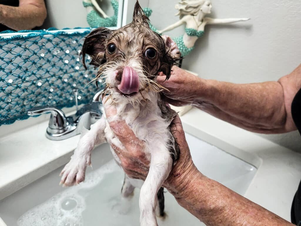 Wet shorkie puppy taking bath in the laundry sink