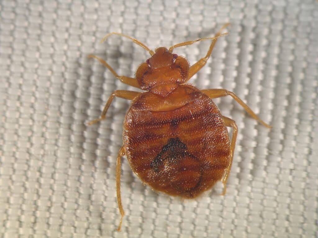 Bedbug, Cimex lectularius (Hemiptera: Cimicidae) crawling on bed Bedbug, Cimex lectularius (Hemiptera: Cimicidae) crawling on bed