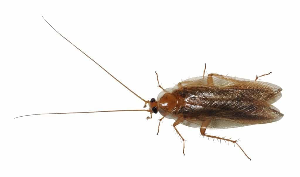 Blattella germanica bug Blattella germanica bug