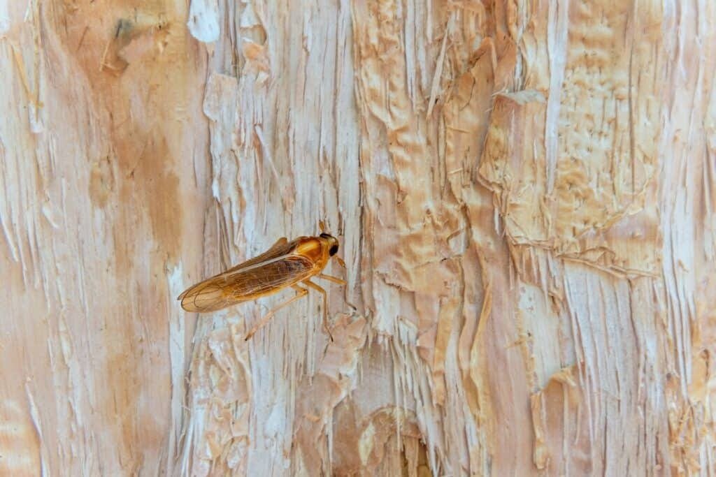 Booklice are small insects that are often found in homes Booklice are small insects that are often found in homes