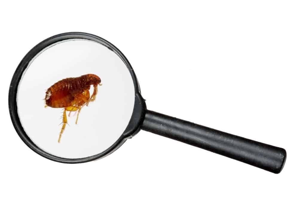 Dog or cat flea under real magnifying glass Dog or cat flea under real magnifying glass