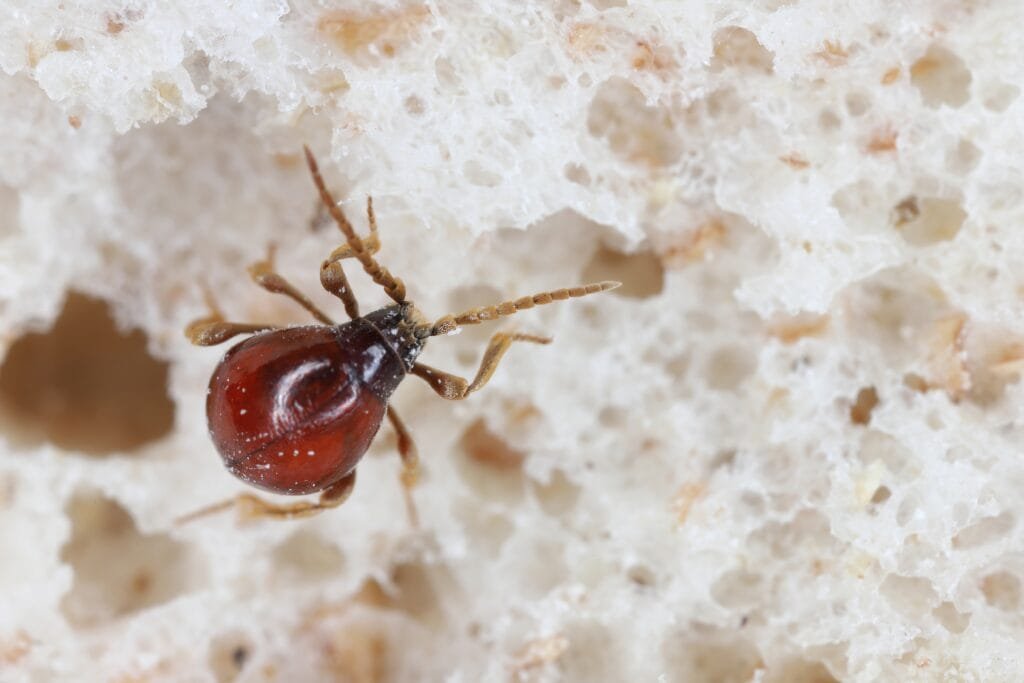 Spider beetles Spider beetles