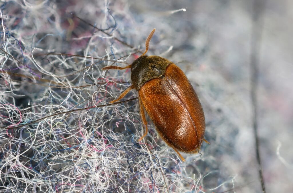 The brown carpet beetle Attagenus The brown carpet beetle Attagenus