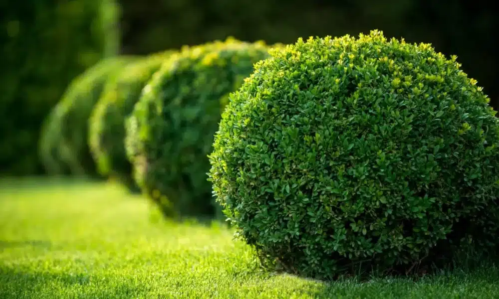 Boxwood Plants 1200x801 1