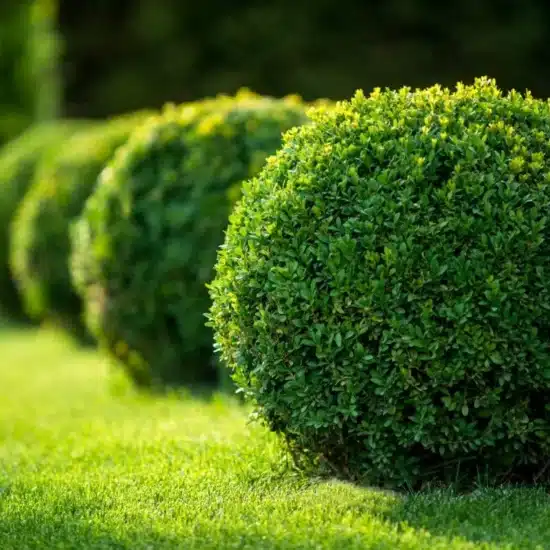 Boxwood Plants 1200x801 1