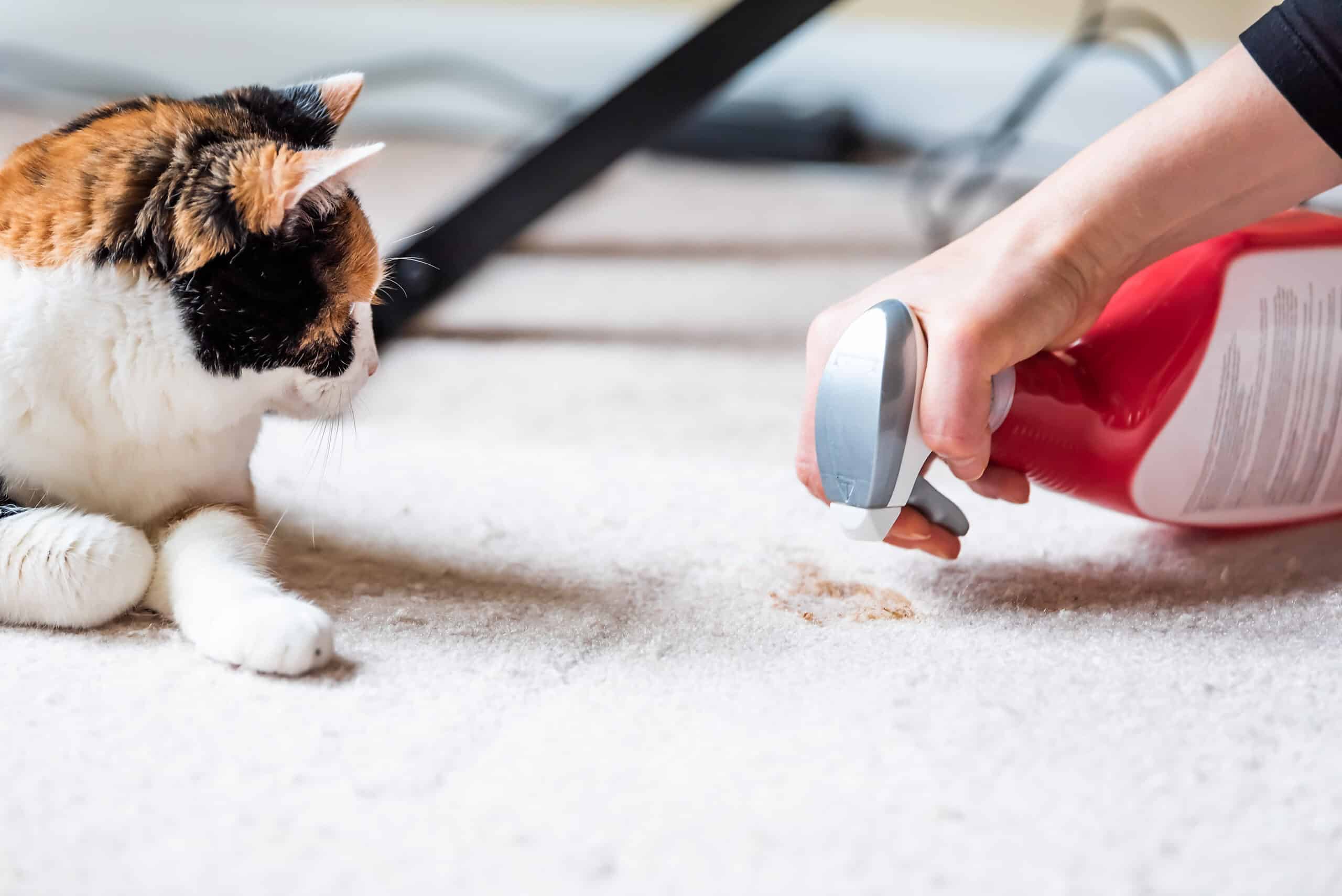 Carpet Cleaning Solutions