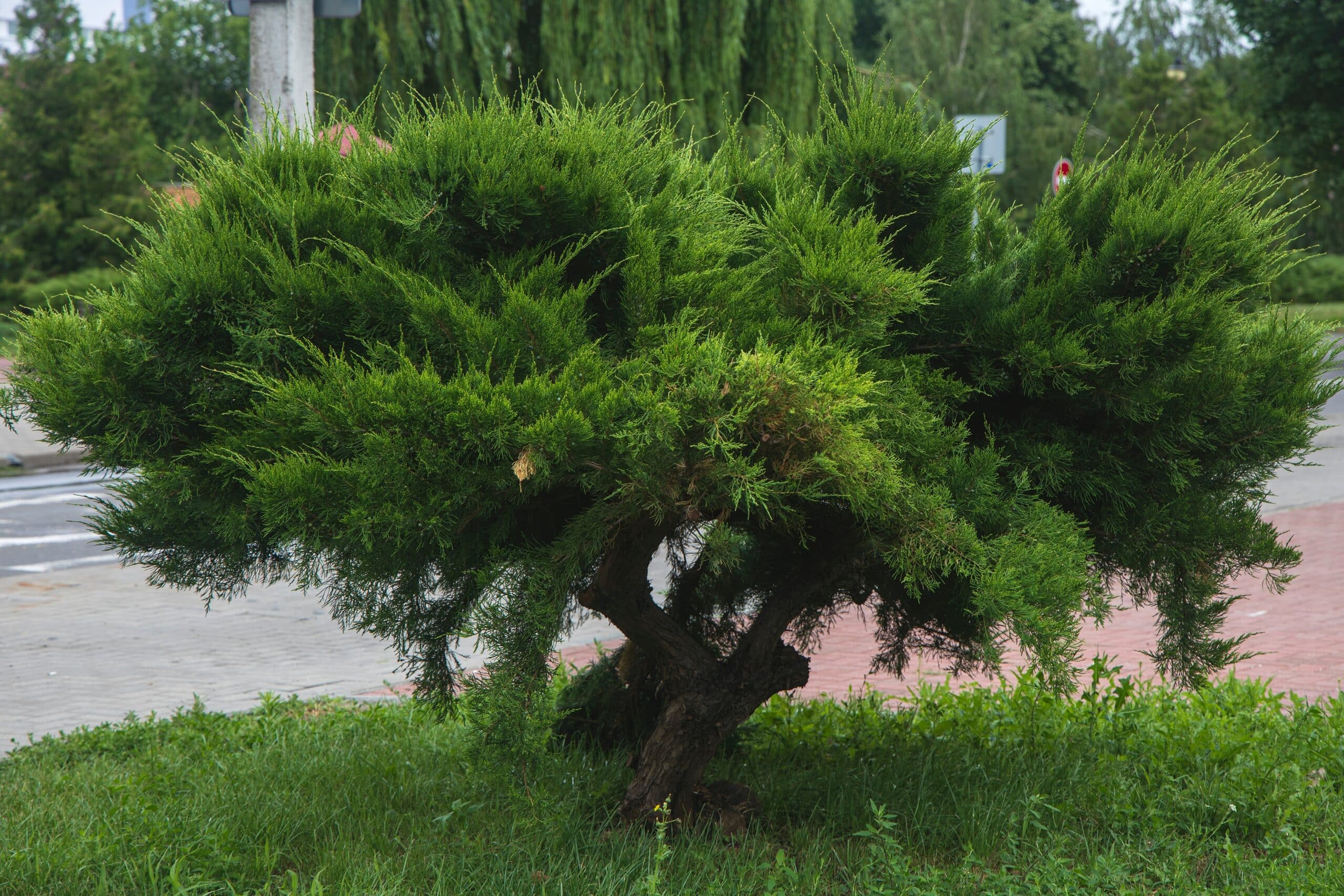 Juniper tree low maintenance plants
