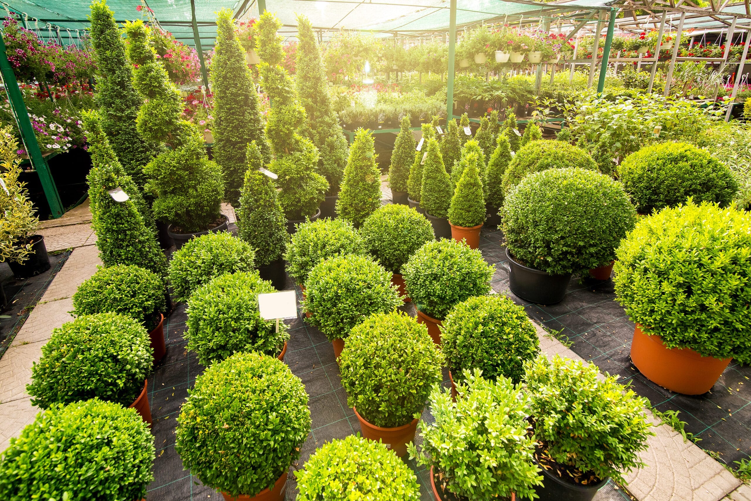 Low Maintenance Landscape Plants