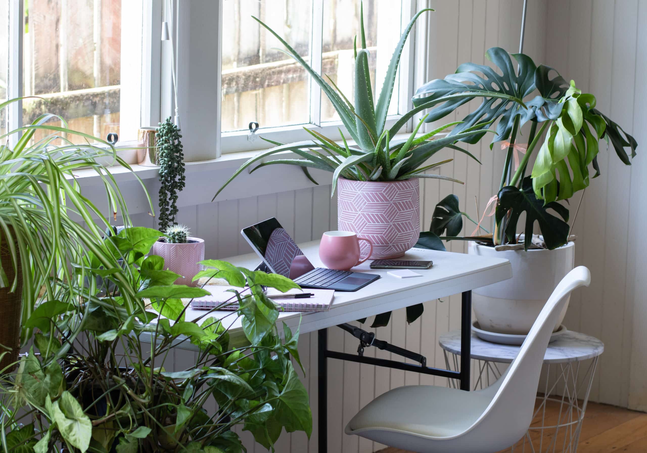 Mans home office space with potted plants