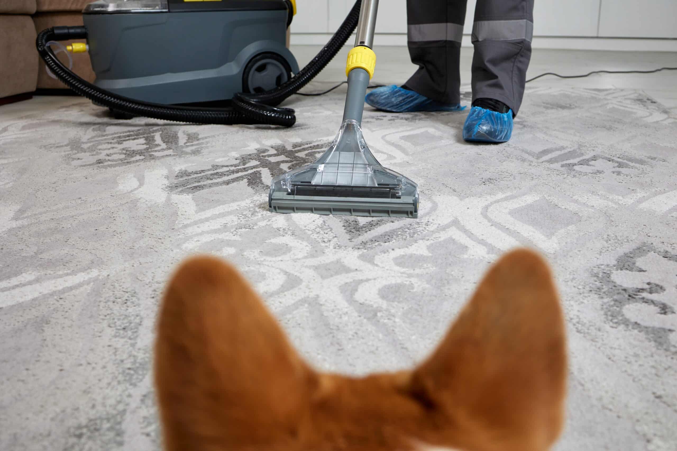 cleaning solutions for pets