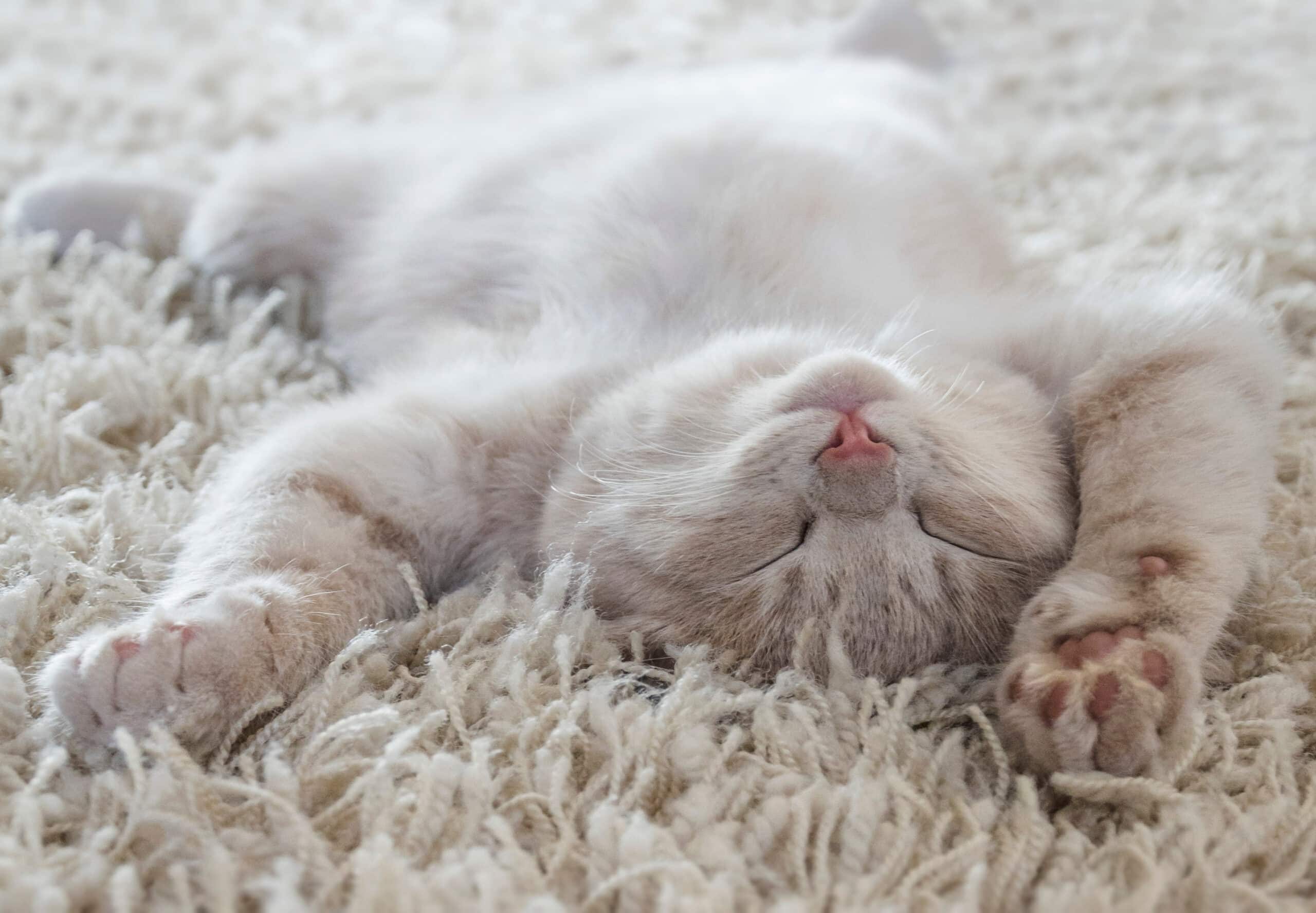 Best carpet cleaning solutions for pets