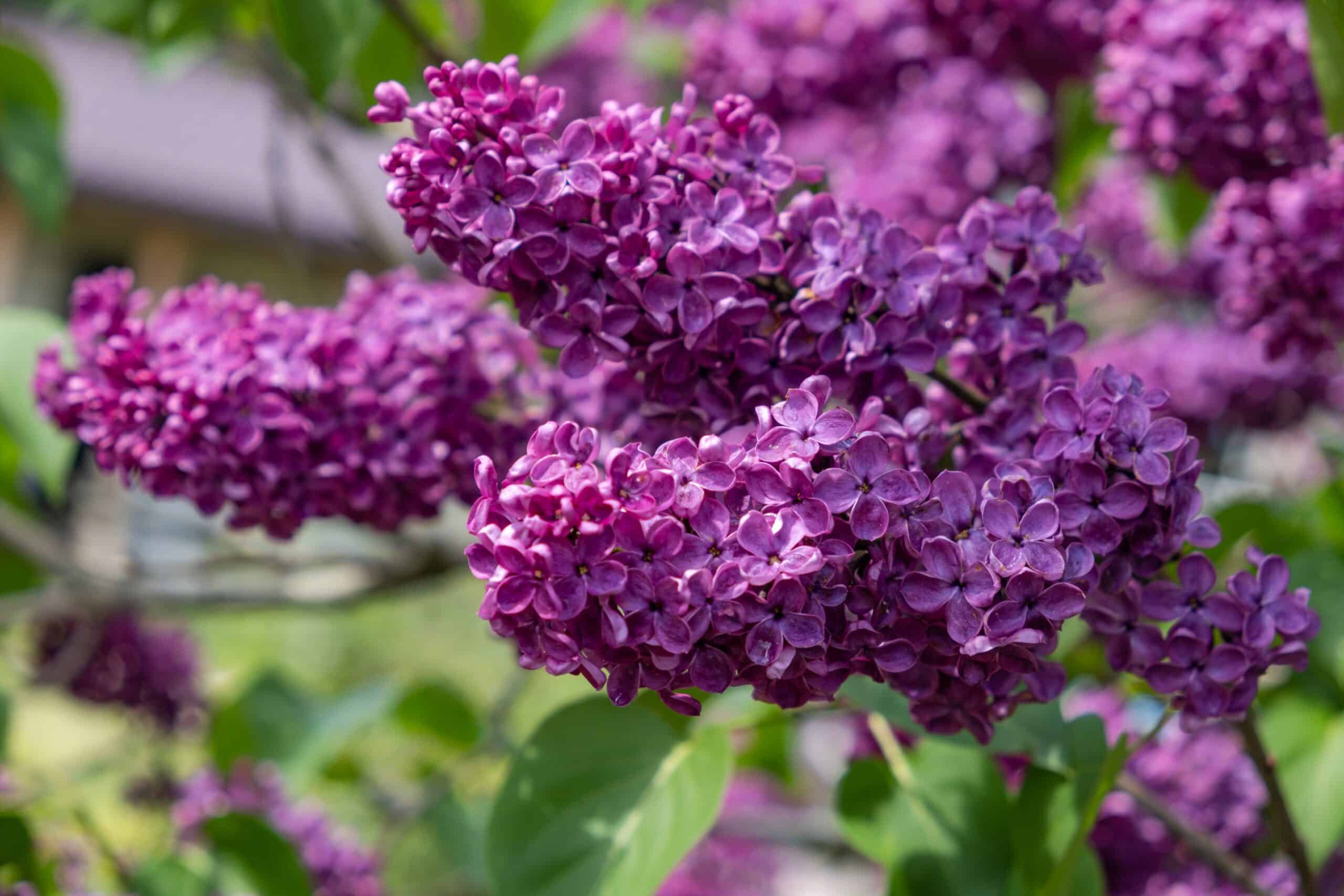 Spring flowering lilac