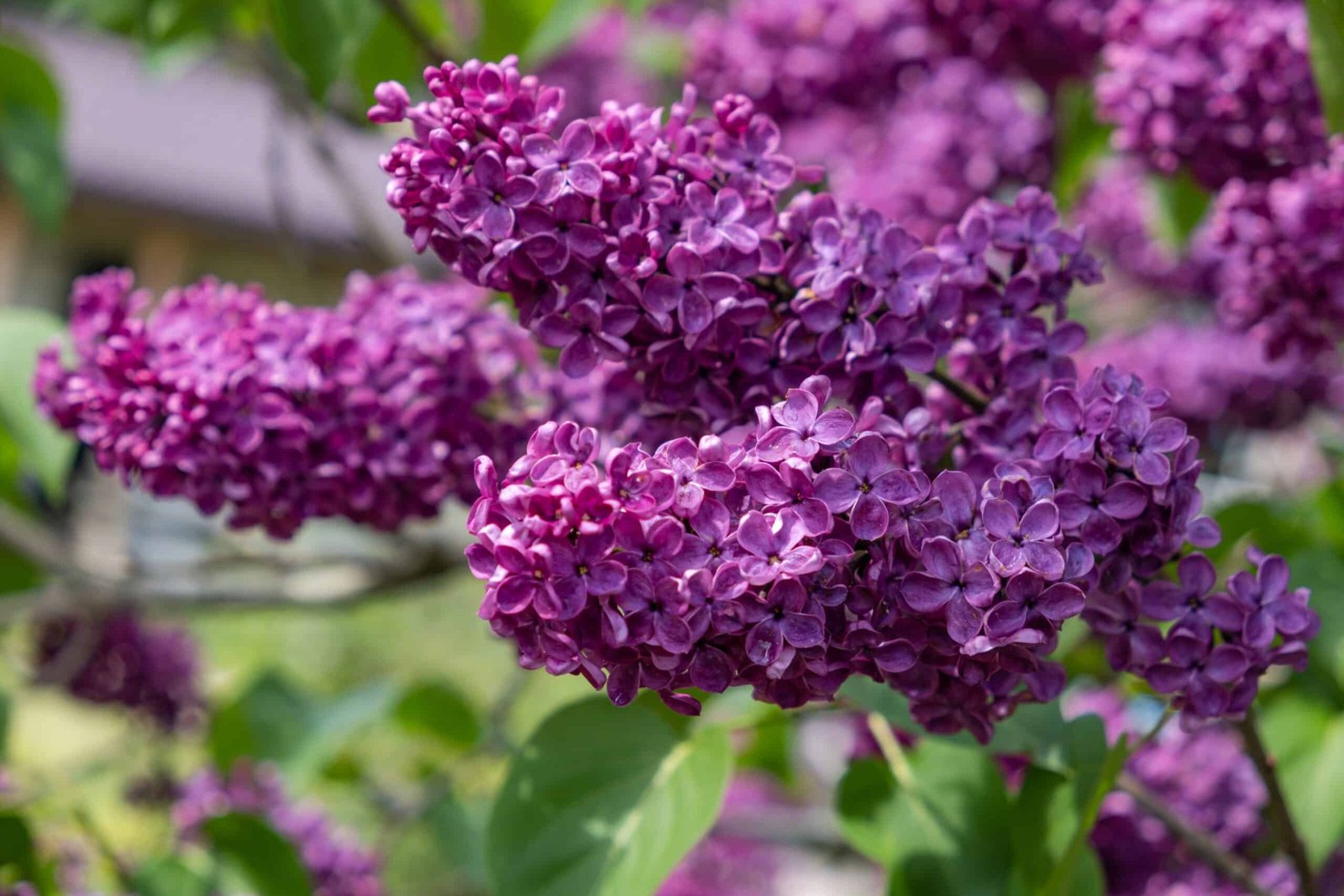 Spring flowering lilac Spring flowering lilac