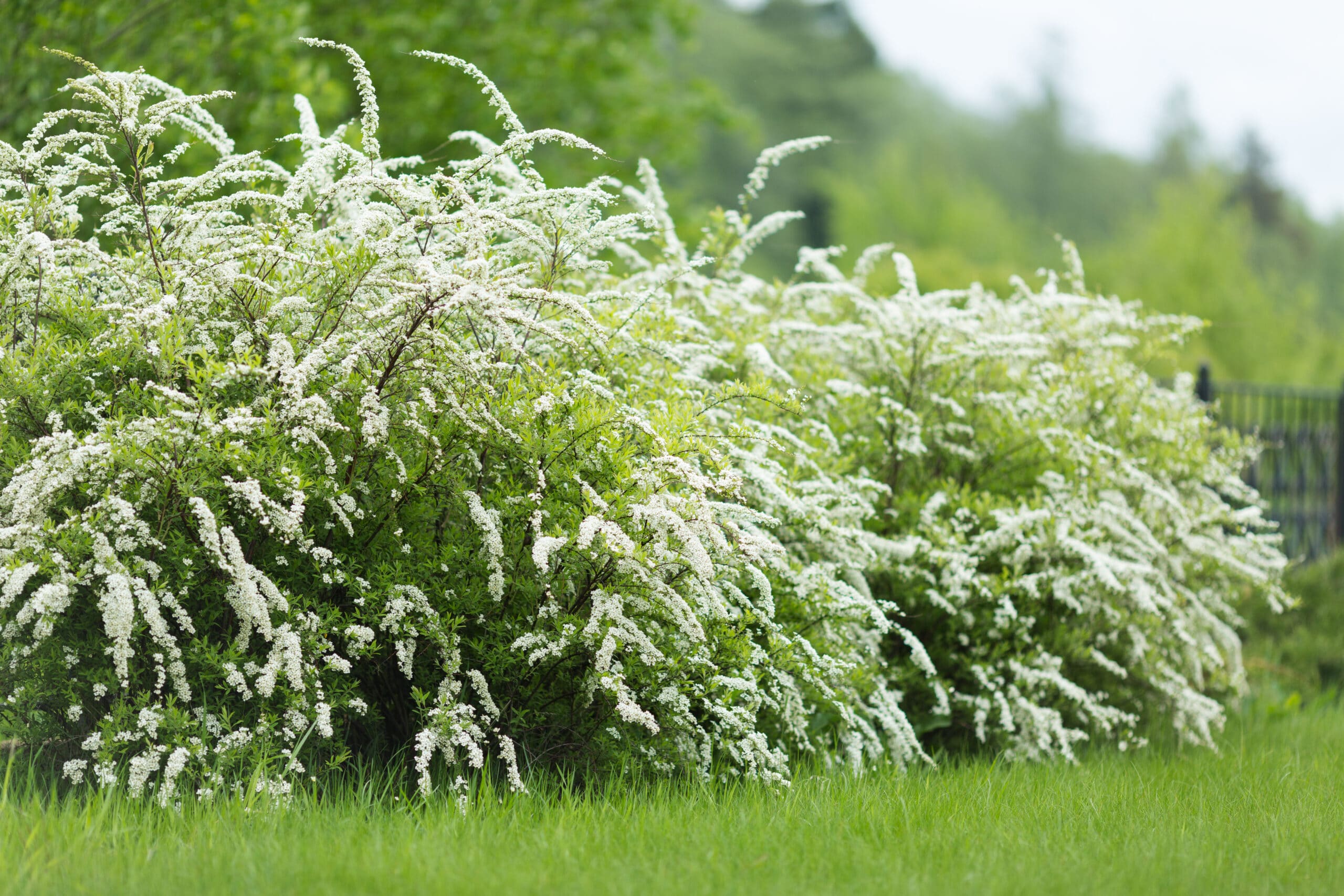 White blooming Spiraea